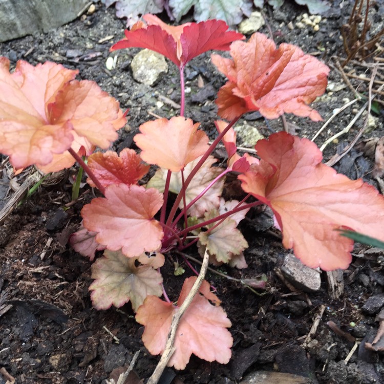 Plant image Heuchera 'Paprika'