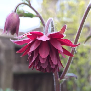 Aquilegia 'Ruby Port'
