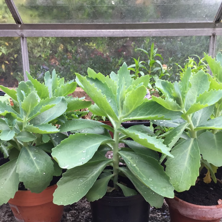 plant image 400390