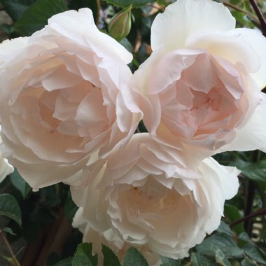 Rosa 'Ausdrawn' syn. Rosa 'The Generous Gardener'