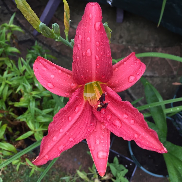 plant image 484172