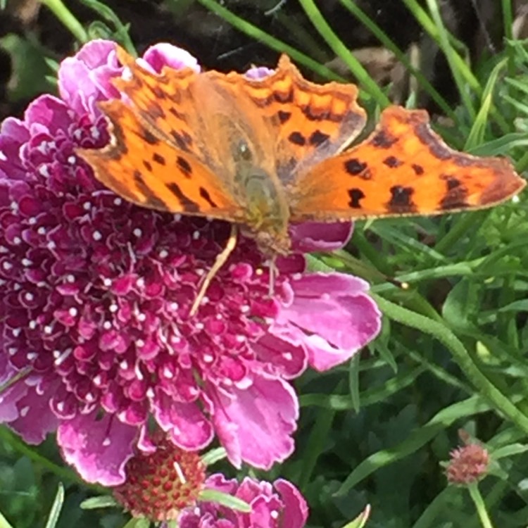 plant image 484902
