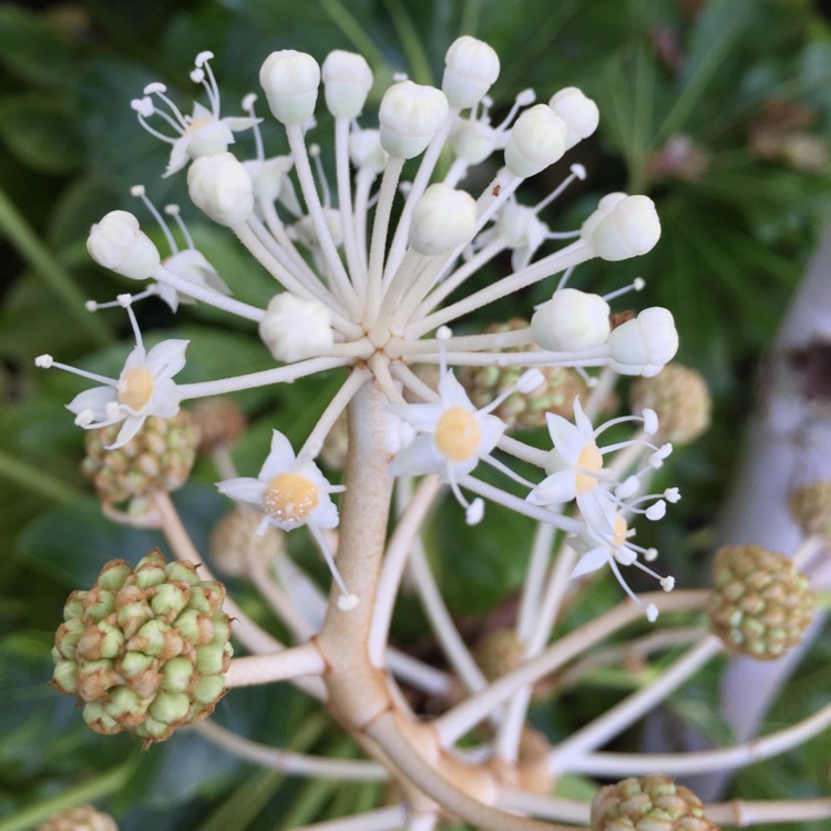 Plant image Fatsia japonica  syn. Aralia japonica