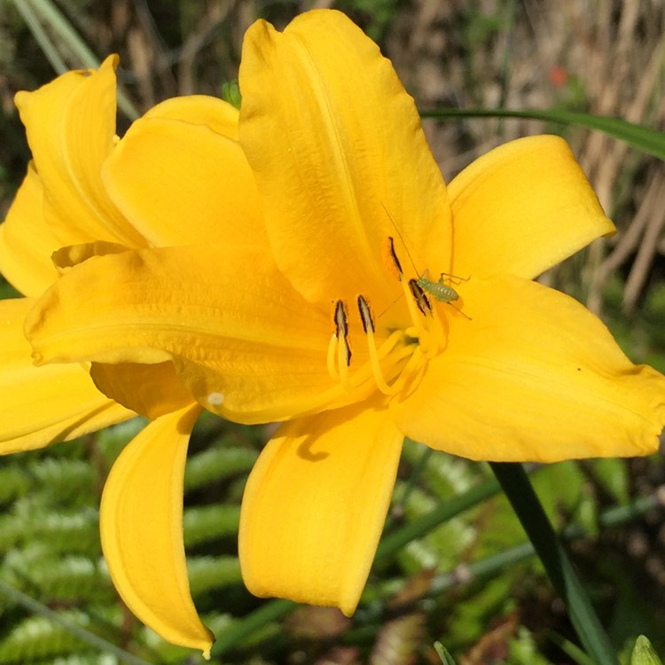 Plant image Hemerocallis 'Pink Damask'