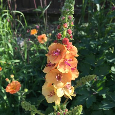 Verbascum 'Clementine'
