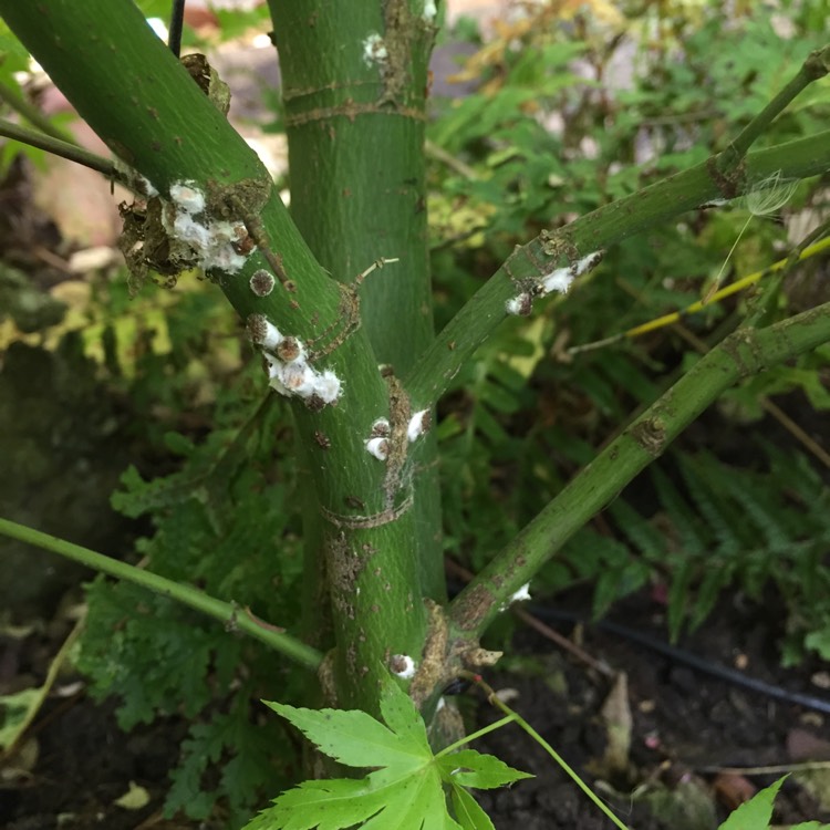 plant image 717697 plant image 717697