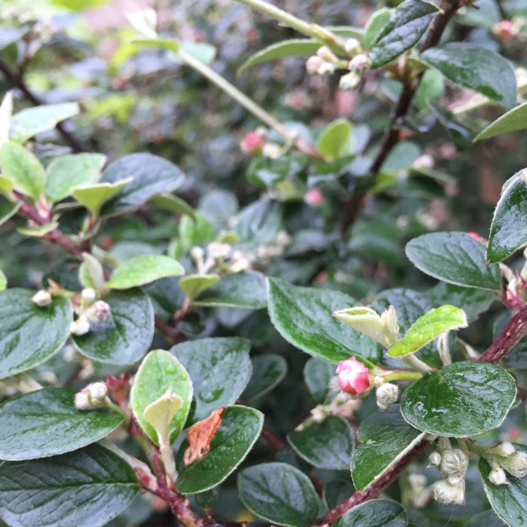 Plant image Cotoneaster simonsii