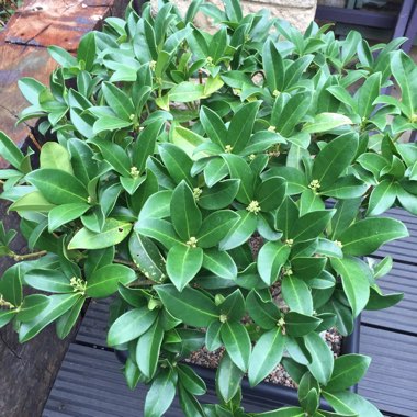 Skimmia japonica 'Fragrans' syn. Skimmia japonica 'Fragrant Cloud'