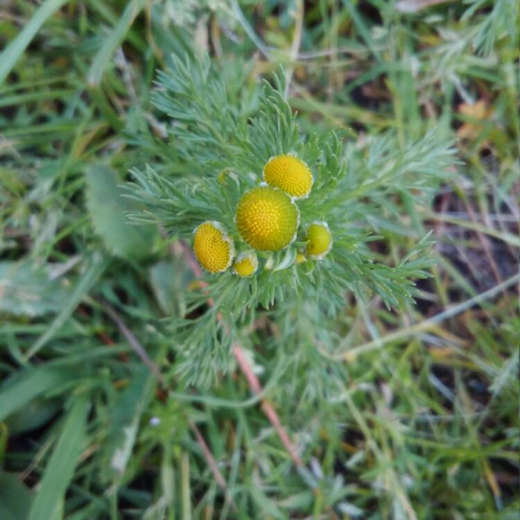 Plant image Matricaria discoidea