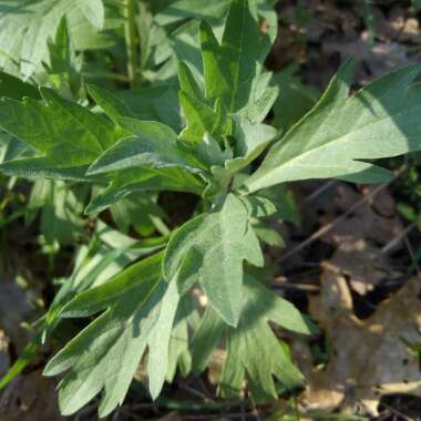 Artemisia Douglasiana