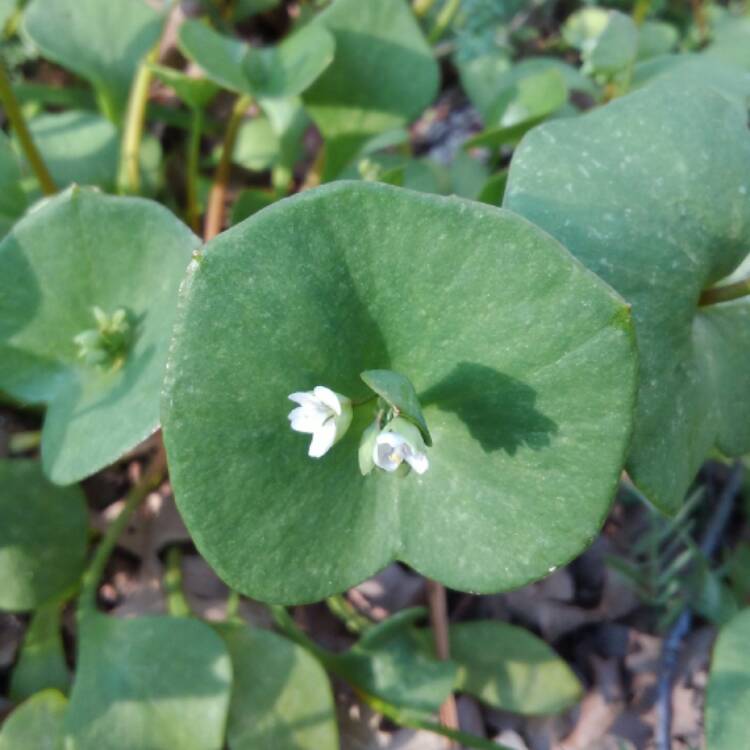 Plant image Claytonia sibirica syn. Montia perfoliata ; Montia sibirica