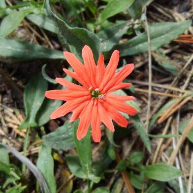 Silene Californica
