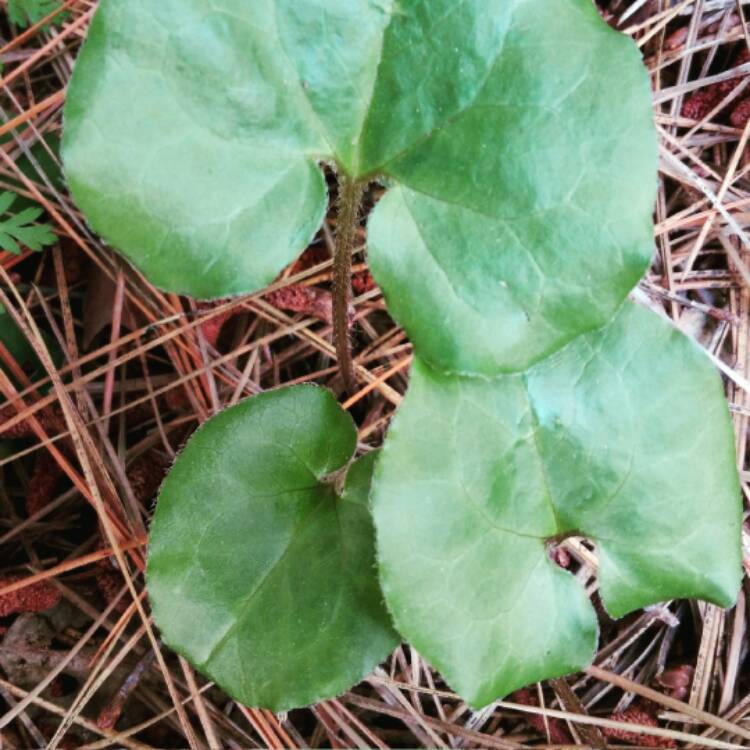 plant image 361196