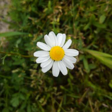 Tanacetum parthenium