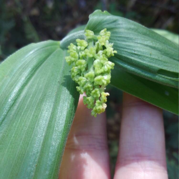 Plant image Maianthemum racemosum