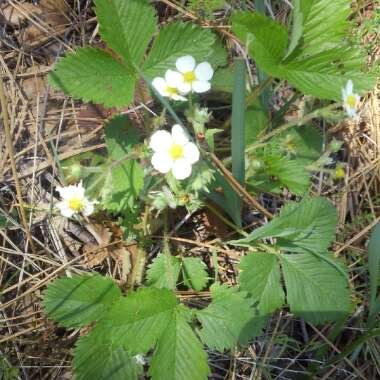 Fragaria vesca