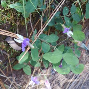Lathyrus nevadensis
