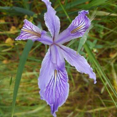 Iris Macrosiphon
