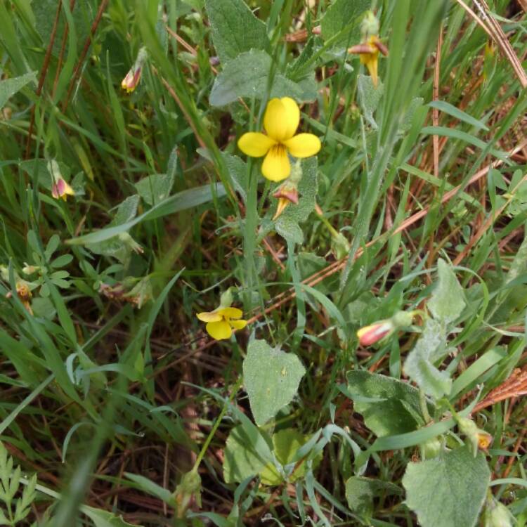 plant image 392682