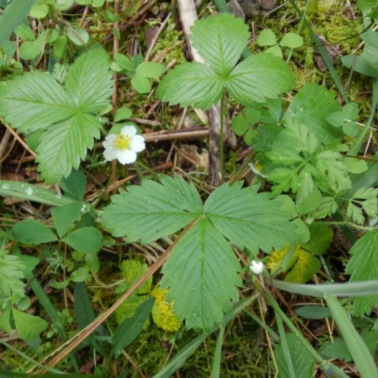 plant image 392709