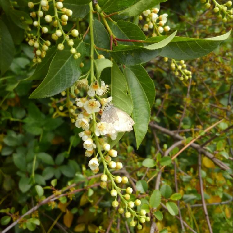 Plant image Prunus Virginiana