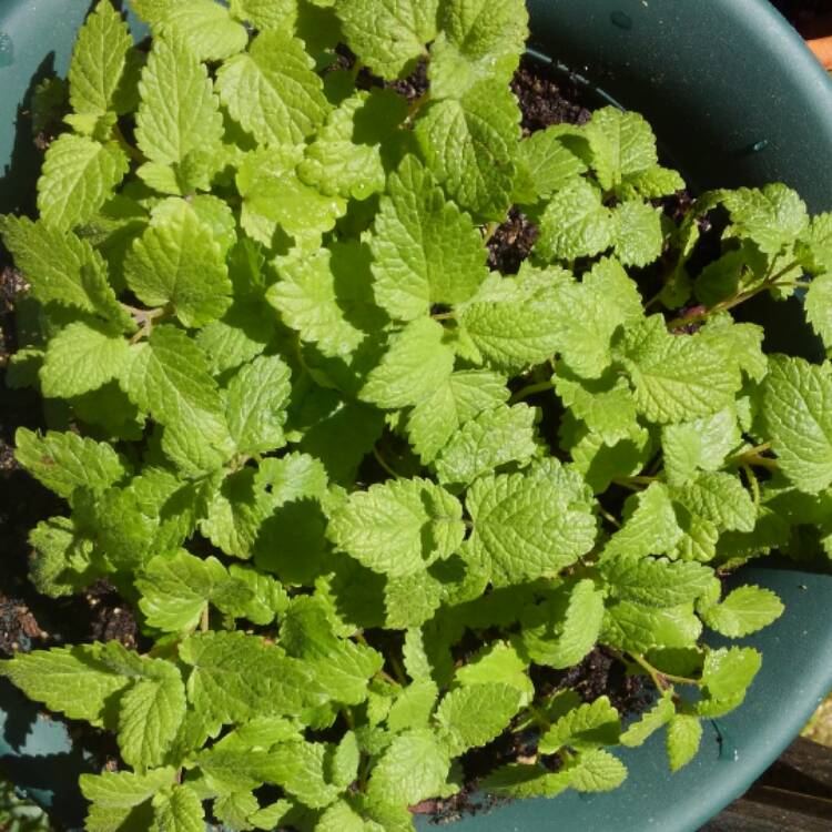 Plant image Agastache 'Blue Fortune'