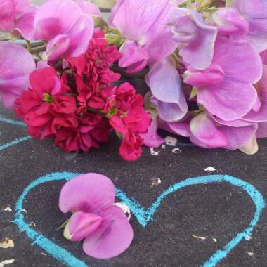 Hailey's garden