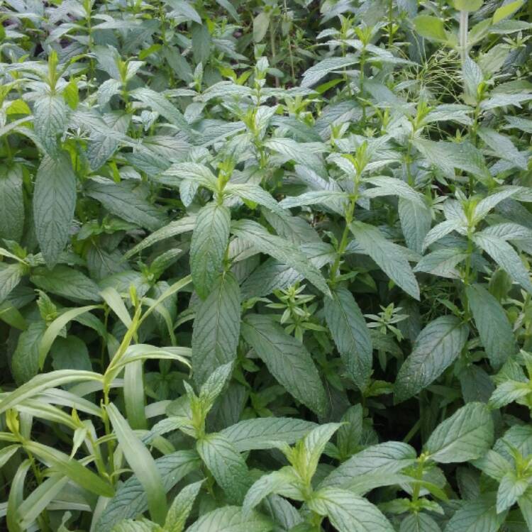Plant image Mentha arvensis