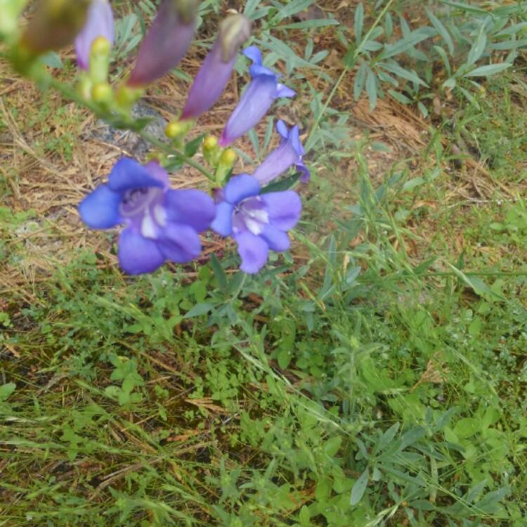 Plant image Penstemon heterophyllus 'Margarita Bop'