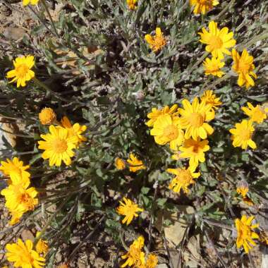 Goldfields