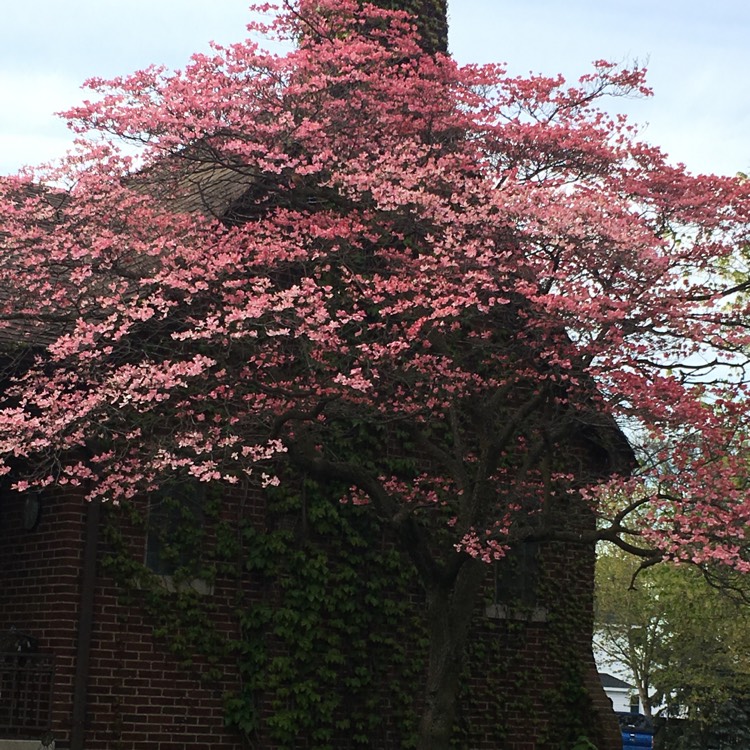plant image 391777