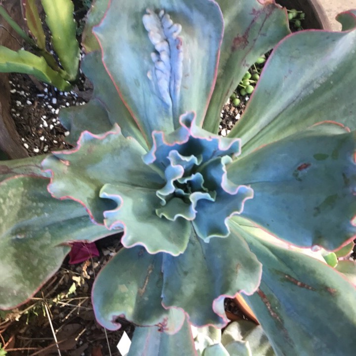 plant image 732439 plant image 732439