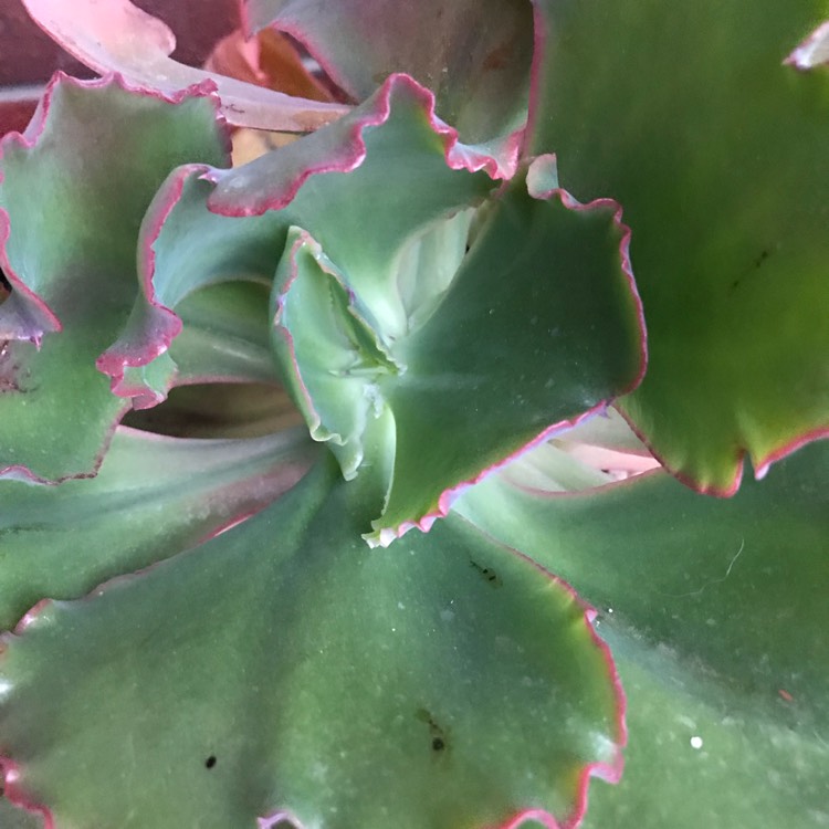 plant image 734177 plant image 734177