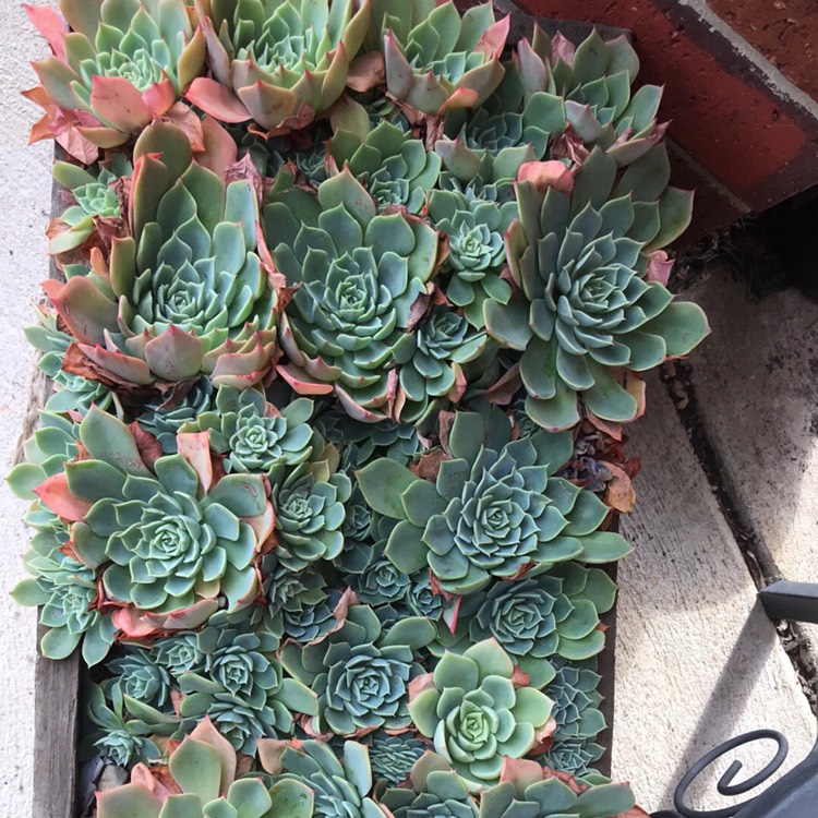 plant image 734327 plant image 734327