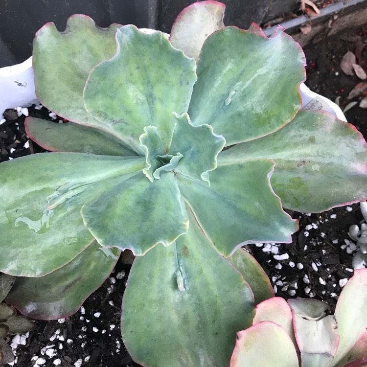 plant image 740826 plant image 740826