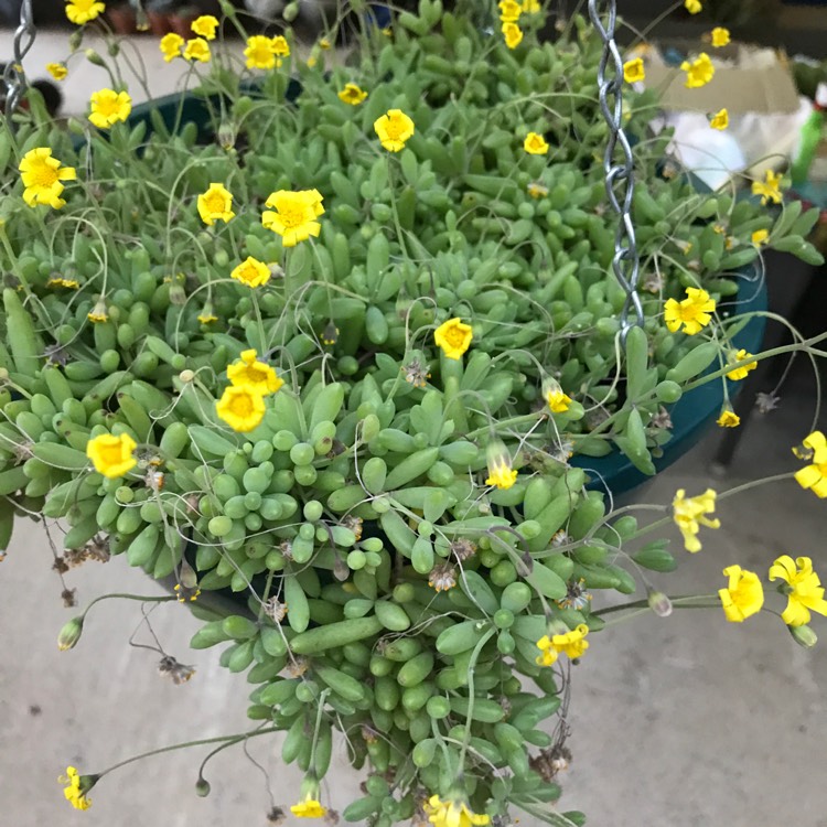 plant image 740840