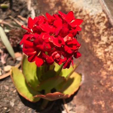 Kalanchoe blossfeldiana 'Red'