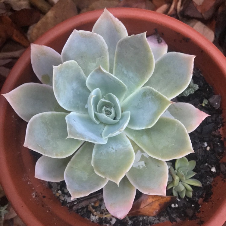 plant image 756321 plant image 756321