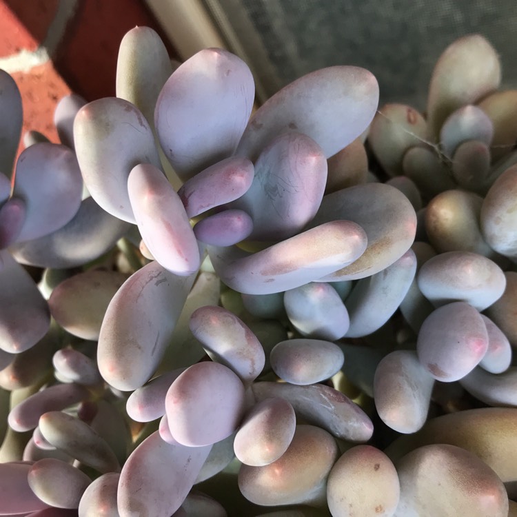 plant image 756920