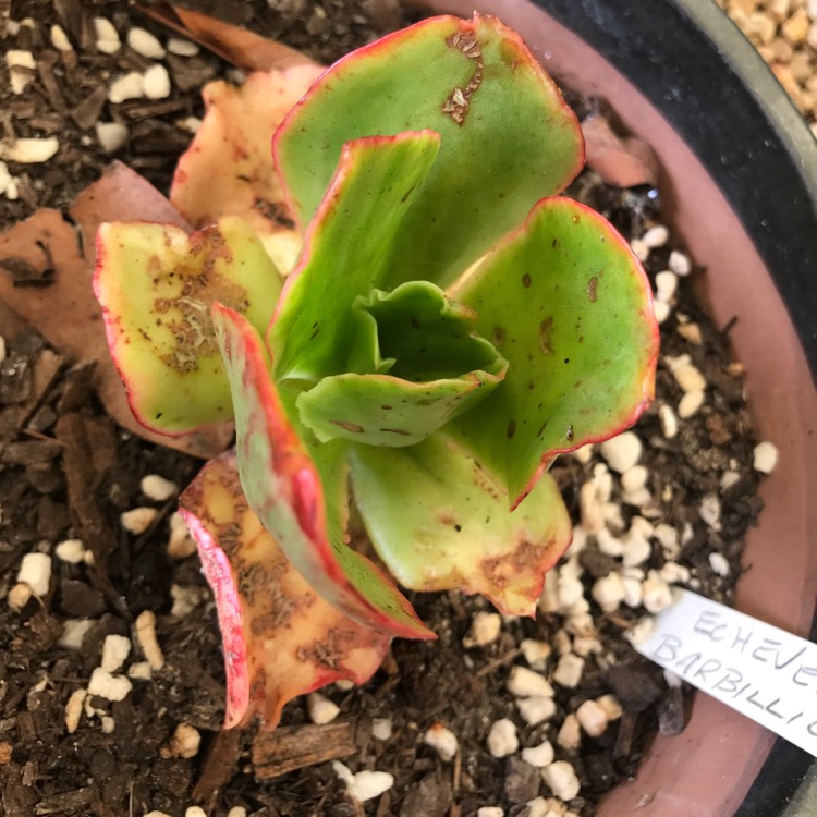plant image 759358 plant image 759358