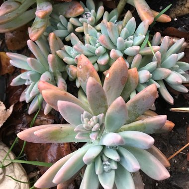 xGraptosedum Francesco Baldi