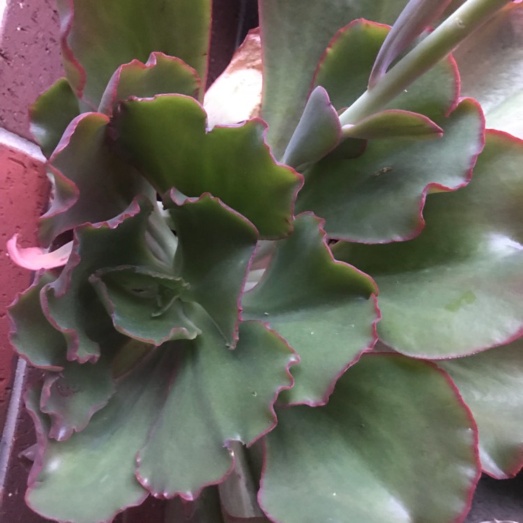 Plant image Echeveria Mauna Loa Pink Form