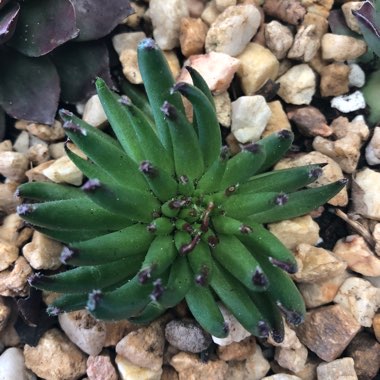 Sempervivum Pittoni