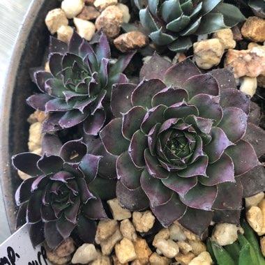 Megan's garden