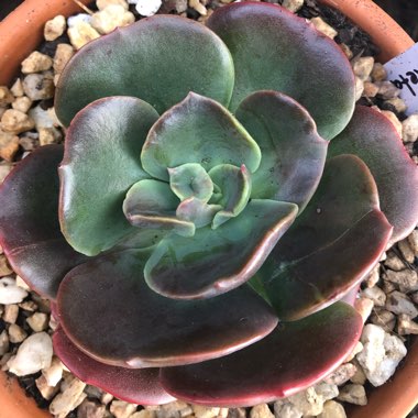 Echeveria 'Blue Metal'