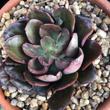 Echeveria 'Painted Frills'