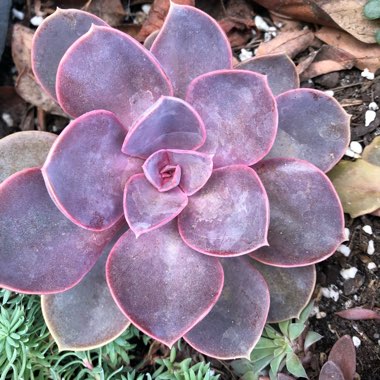 Echeveria 'Purple Pearl'
