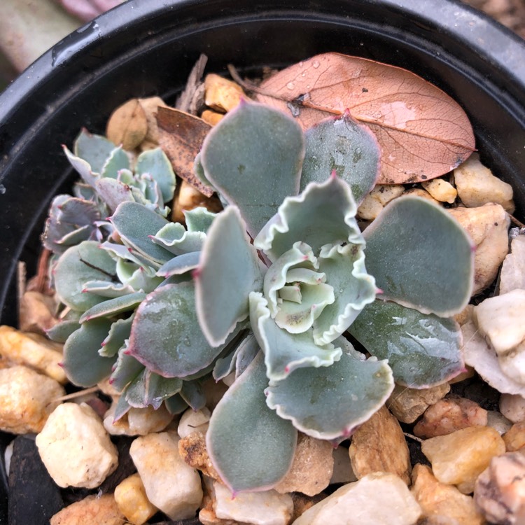 plant image 770050