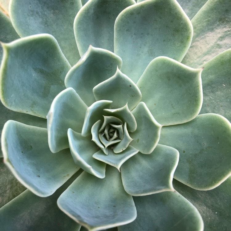plant image 770273 plant image 770273