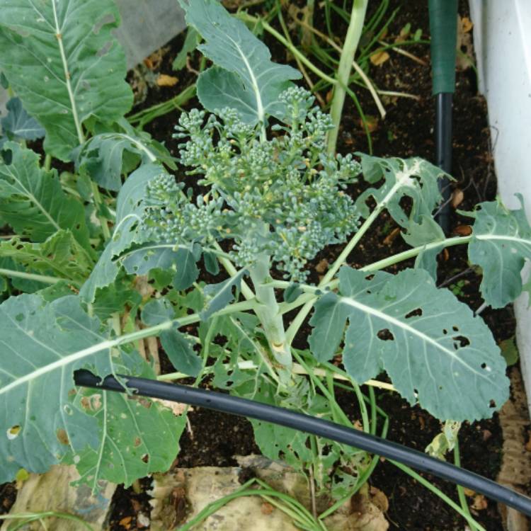 plant image 1157268 plant image 1157268